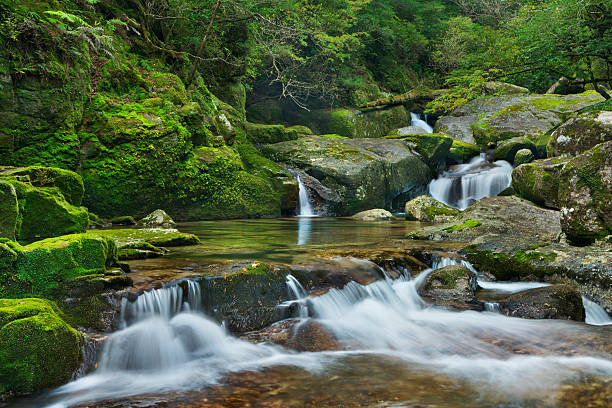 レインフォレスト屋久ランド川に屋久島,日本 - 鹿児島県 ストックフォトと画像