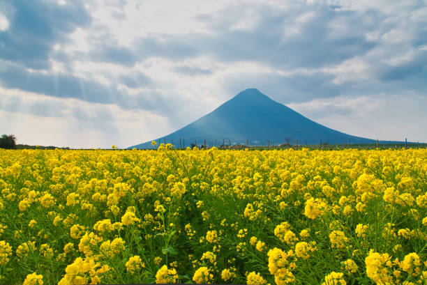 菜の花とカイモンダケ山 - 鹿児島県 ストックフォトと画像