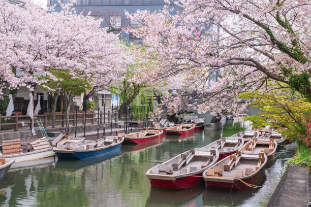 柳川沿いの観光船とピンクの桜 - 福岡県 ストックフォトと画像