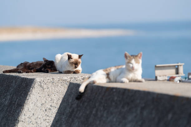 cute cat sitting on the embankment - 香川県 ストックフォトと画像