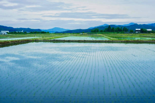 水田と青空 - 新潟県n ストックフォトと画像